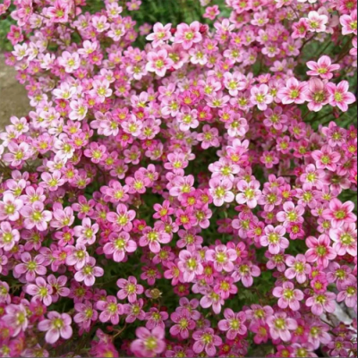 Камнеломка арендса "Highlander Rose Shades"