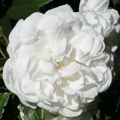 Роза "Aimee Vibert"