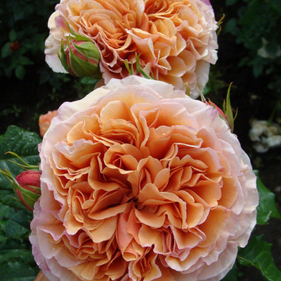 Роза "Belle D'Anjou"