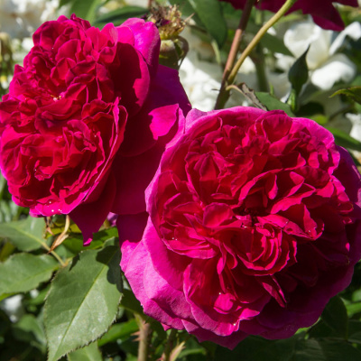 Роза "Charles de Mills"