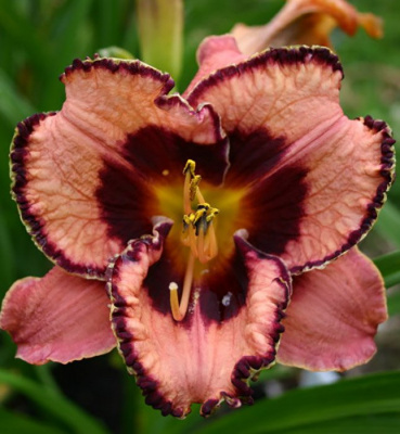Лилейник "Awesome Blossom"
