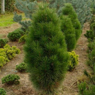 Сосна черная "Pyramidalis"