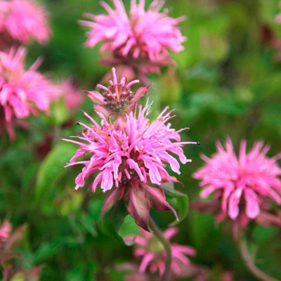 Монарда "Croftway Pink"