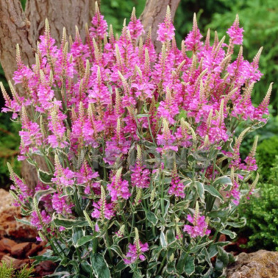 Физостегия виргинская "Variegata"