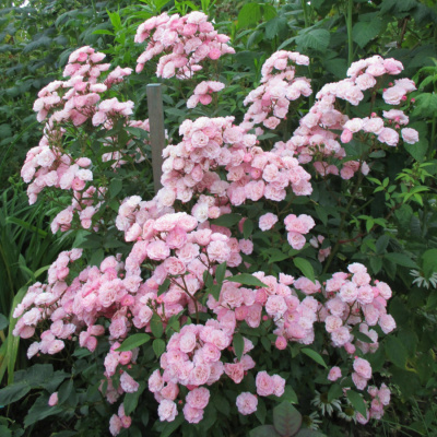 Роза "Heavenly Pink"