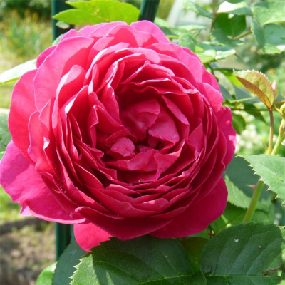 Роза "Ascot"