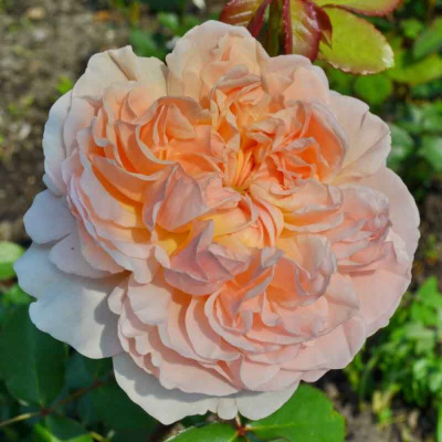 Роза "Evelyn"
