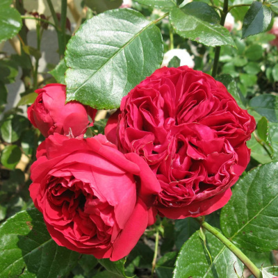 Роза "Red Eden Rose"