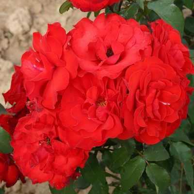 Роза "Satchmo"