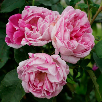 Роза "Honorine de Brabant"