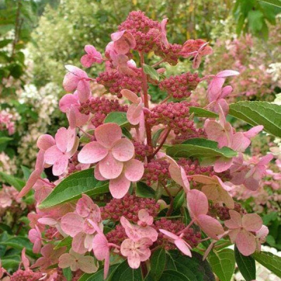 Гортензия метельчатая "Dharuma"