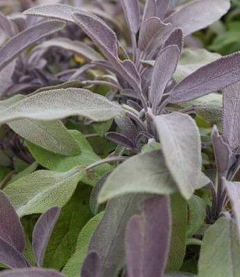 Шалфей дубравный "Purple Beauty"