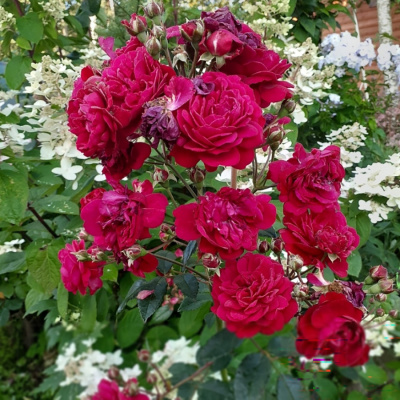 Роза "Starlet Rose Lola"