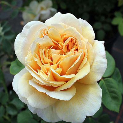 Роза "Charles Darwin"