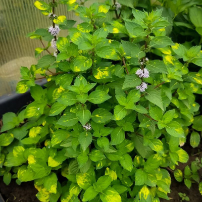 Мята имбирная (Ginger Mint)