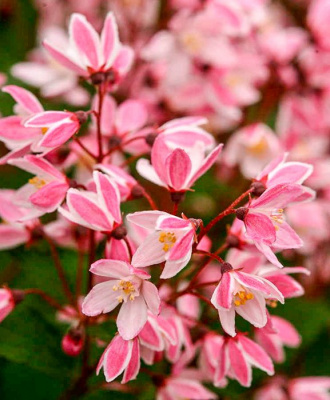 Дейция гибридная "Yuki Cherry Blossom"