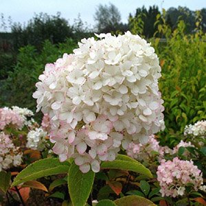 Гортензия метельчатая "Bobo"
