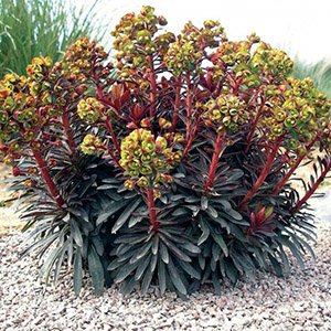 Молочай миндалевидный "Purpurea"