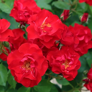 Роза "Paprika"