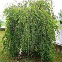 Береза полезная "Long Trunk"