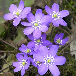 Печеночница японская "Purple Forest Hybrids"