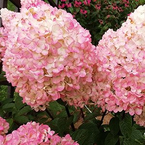 Гортензия метельчатая "Magical Sweet Summer"
