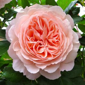 Роза "A Shropshire Lad"