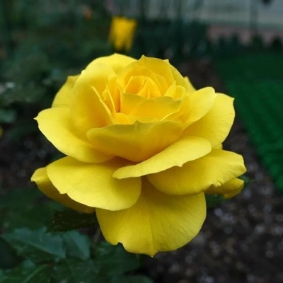 Роза "Friesia"