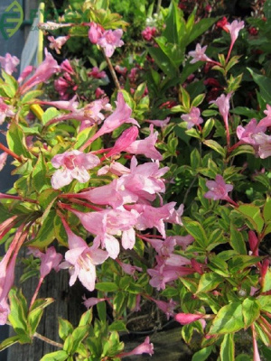 Вейгела "Sunny Princess"