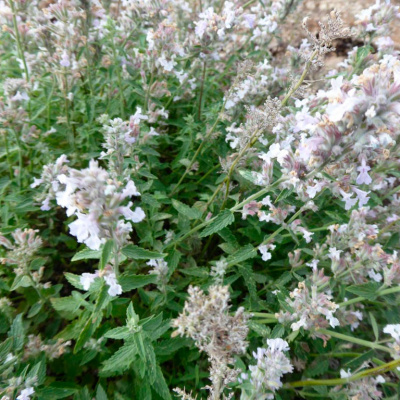 Котовник Фассена "Gletschereis"