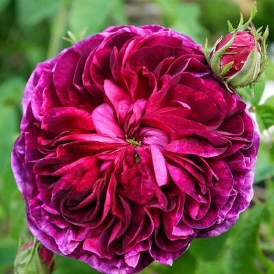 Роза "Charles de Mills"