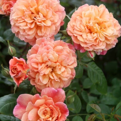 Роза "Aloha"