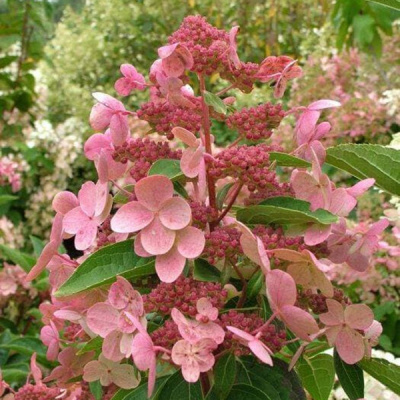 Гортензия метельчатая "Dharuma"