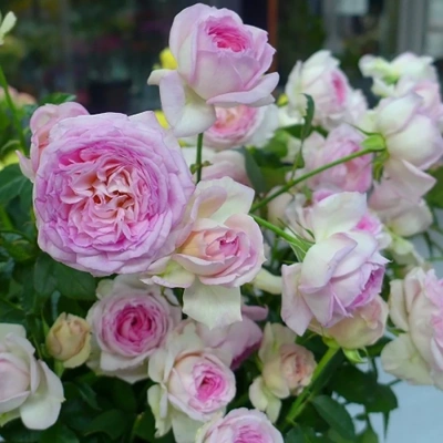 Роза "My Beauty"