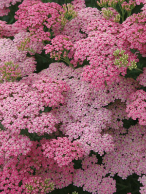 Тысячелистник обыкновенный "Pink Lady"